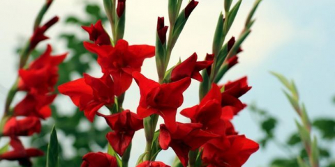 Jak krásná rostlina gladiolus na zahradní pozemek